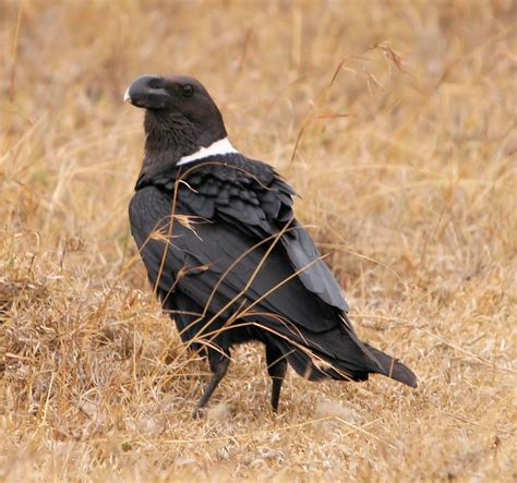 Dateicorvus Albicollis White Necked Raven Wikipedia