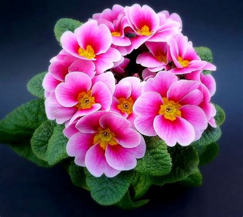 10 Gambar Bunga Cantik Dan Indah Gambar Top 10 Gambaran