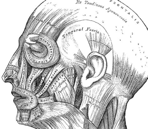 Find the best weight lifting exercises that target each muscle or groups of muscles. Outside the Laboratory Door: Narrative Medicine in Wilkie ...