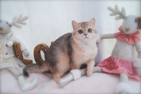 As well as many rescues cats for sale, there are a huge variety of breeds available, including persian cats, ragdoll cats and siamese cats. Blue Golden British Shorthair Cat