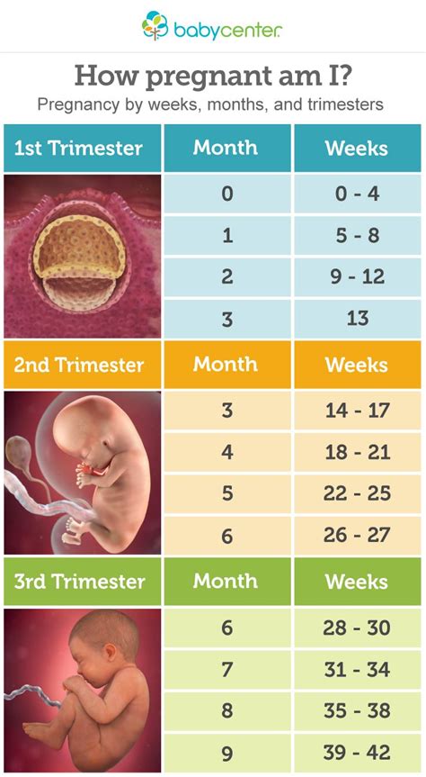 How Pregnant Am I Pregnancy By Weeks Months And Trimesters Pregnancy Chart And Babies