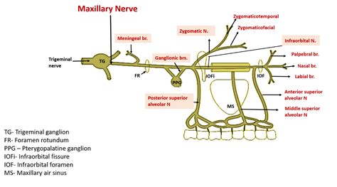 Maxillary Nerve Origin Course And Branches