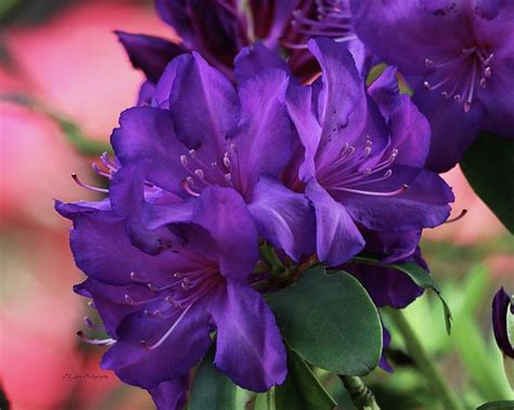 Dark Purple Rhododendrons By Jeanette C Landstrom Purple