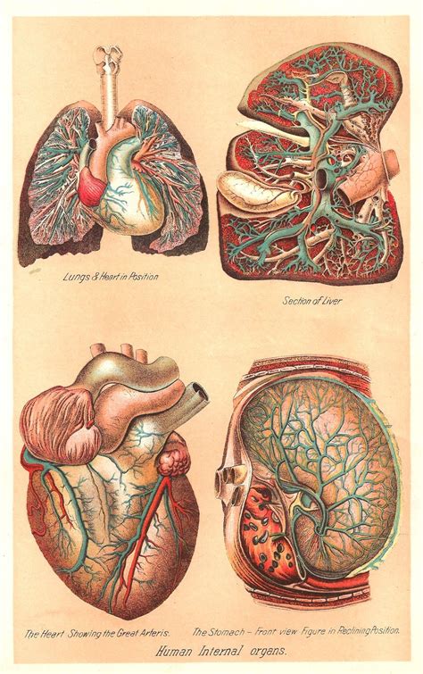 This Is A Color Plate From A Vintage Medical And Health Book Showing 4