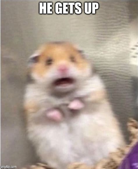 Scared Hamster Imgflip