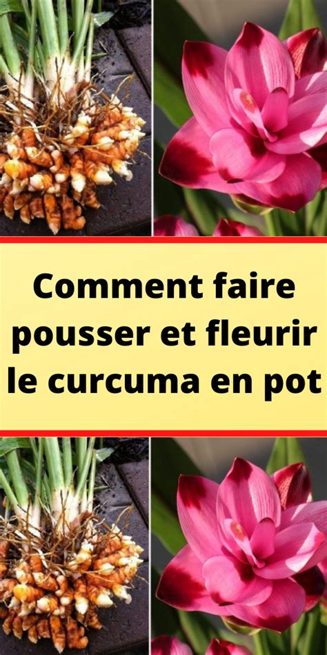 Comment Faire Pousser Et Fleurir Le Curcuma En Pot Jardinage En Pots Terrarium Pour Plantes