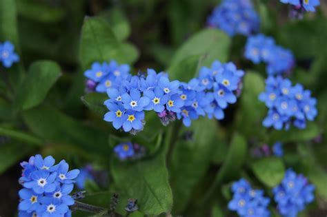 Small Blue Flowers With Green Leaves In The Background