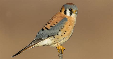 Photos And Videos For American Kestrel All About Birds Cornell Lab Of