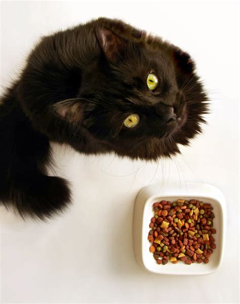 My poor cat is allergic to everything. Does My Cat Have Food Allergies?