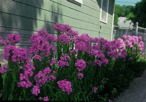 Tall Purple Phlox Plants For Our New Home Pinterest