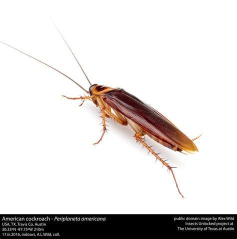 Palmetto bugs especially the females can live for a year and in some cases longer. Palmetto Bug Control | Triangle Pest Control