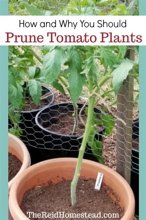 How And Why You Should Prune Tomato Plants Garden Ideas