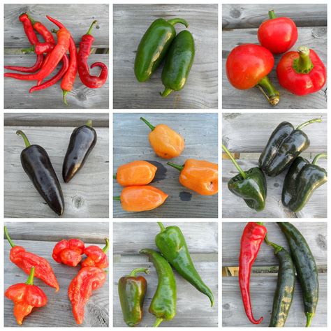 11 Different Varieties Of Hot Peppers In Stuffed Hot