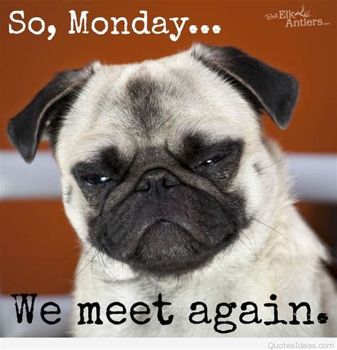 Its Mondaylets Get Going The Dog Stop