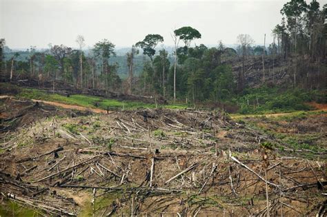 Indonesian Rainforests Rainforest Action Network