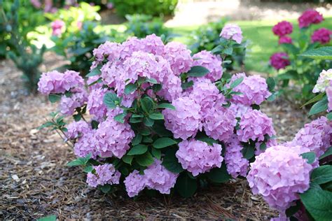 Let S Dance Sky View Reblooming Hydrangea Hydrangea Macrophylla