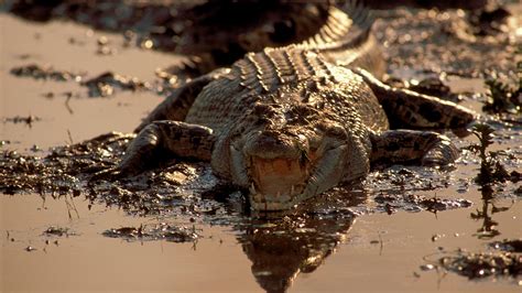 Crocodile Kills Wildlife Ranger In Arnhem Land North Australia World
