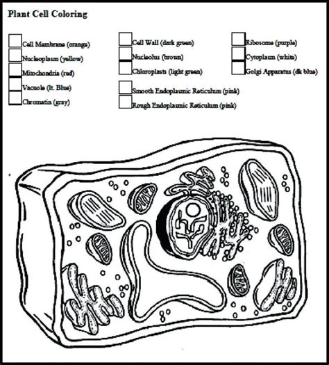 Animal Cell Coloring Page Answers Plant Cell Diagram Worksheet