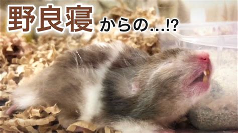 野良寝するゴールデンハムスター Golden Hamster Sleeping Youtube