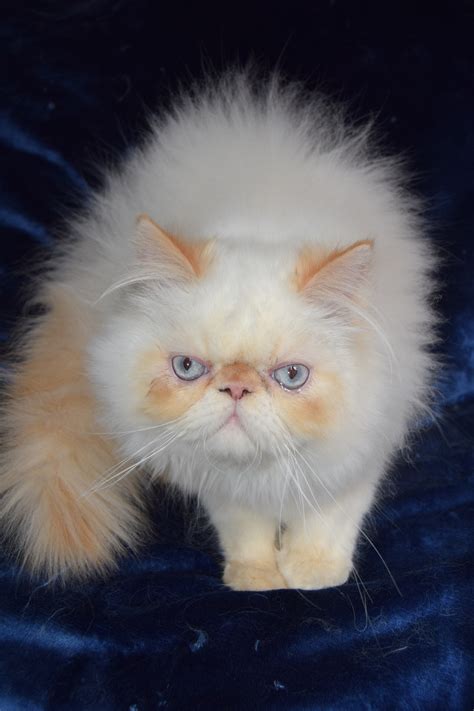 Himalayan Persian Cats For Sale Southern California Ca