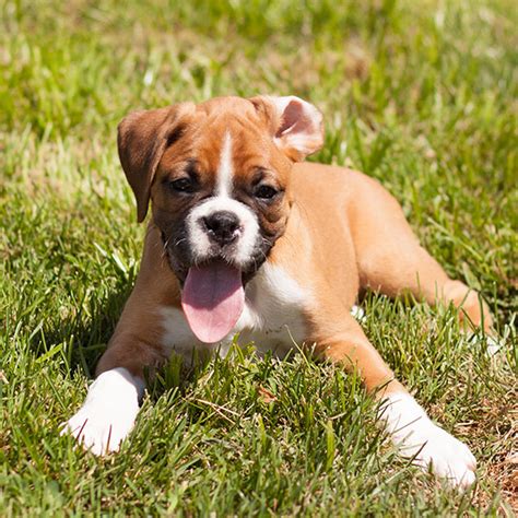 Have you considered an older more →. Find Boxer Puppies For Sale & Breeders In California