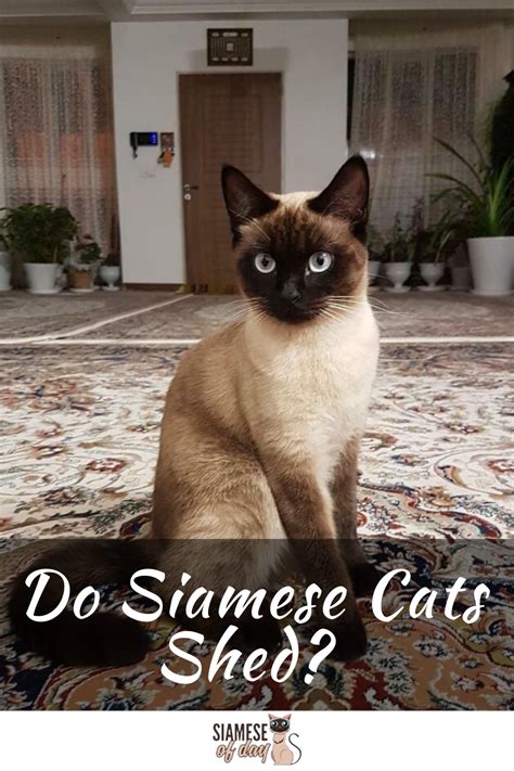 Thanks to their link to the asian leopard cats, they have that rare attractive exotic allure as well. Do Siamese Cats Shed? - Siameseofday in 2020 | Cat ...