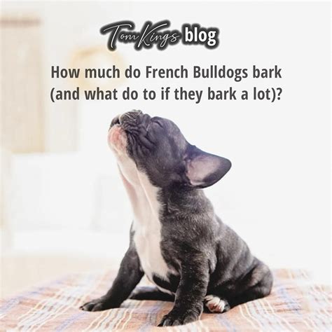 They appear as active, smart, and muscular dogs with heavy and relatively big bones. How much do french bulldogs bark?