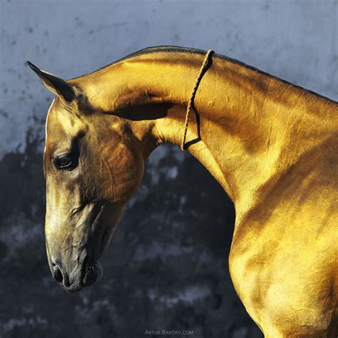 Greys By Artur Baboev Most Beautiful Horses Pretty Horses Animals