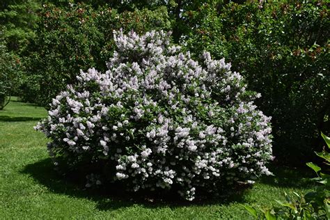 For one thing, miss kim is a compact shrub, often billed as growing only 3 feet high and wide. Miss Kim Lilac Bush Size - Balloow