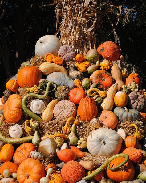 Autumn Harvest Photograph by Jai Johnson