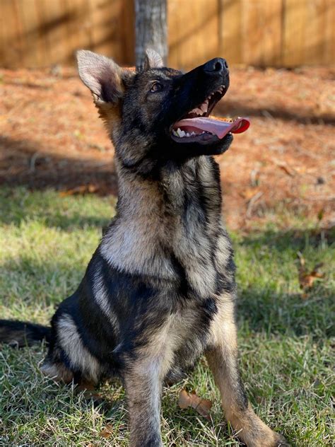Trained Male German Shepherds For Sale In Texas