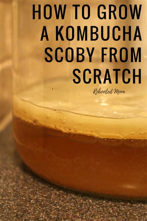 Of plain white sugar and 1 tsp. How to Grow a Kombucha SCOBY from Scratch - Rebooted Mom