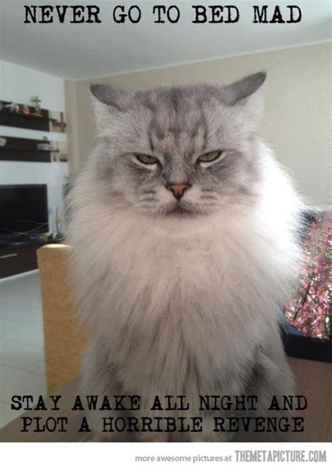 Evil Cat Cat Memes Funny Pictures Evil Cat