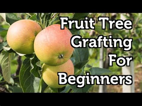 We did not find results for: Fruit Tree Grafting for Beginners - YouTube