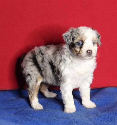 Mini Aussiedoodle For Sale Millersburg Oh Female Lacey Ac Puppies Llc