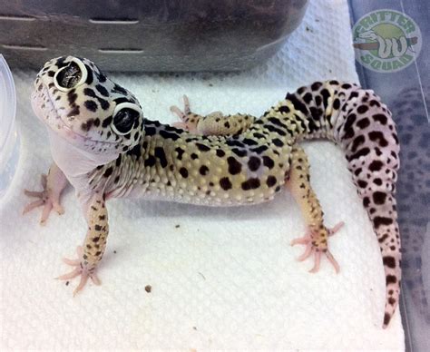 May 25, 2021 · get the fluffy and cute scottish highland cattle! Heres a leopard gecko smile to brighten up your - C.S.W.D
