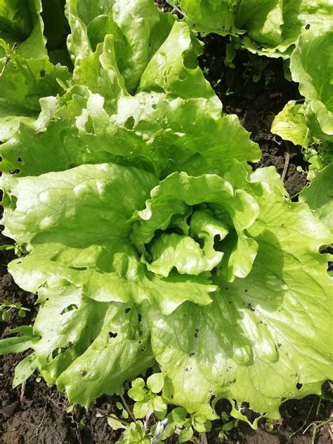 diary of a mad gardener ancient lettuce