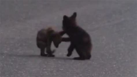 See It Cute Tiny Bear Cubs Wrestling At Yosemite National Park Video
