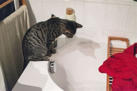 The Ultimate Guide To Giving Your Cat A Bath Without Getting Scratched