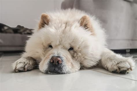 Chow Chows Grooming Lifespan And Those Tongues Aspca Pet Health