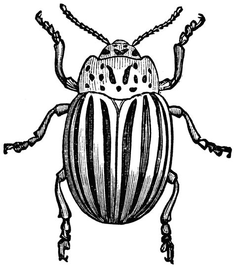 Insect Line Drawing At Getdrawings Free Download