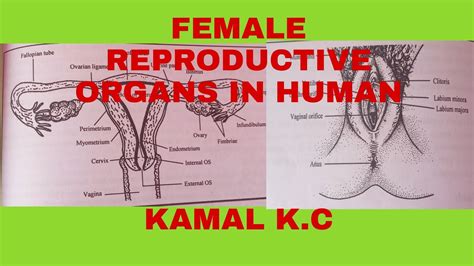 female reproductive organs in youtube