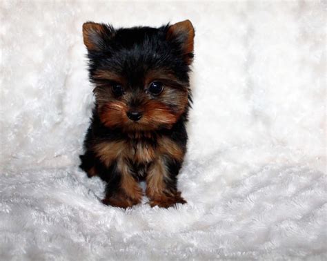 Though one of the smallest dog breeds, yorkshire terriers are feisty and spritely. Teacup Yorkie Puppy for sale! Yorkie Breeder in California | iHeartTeacups