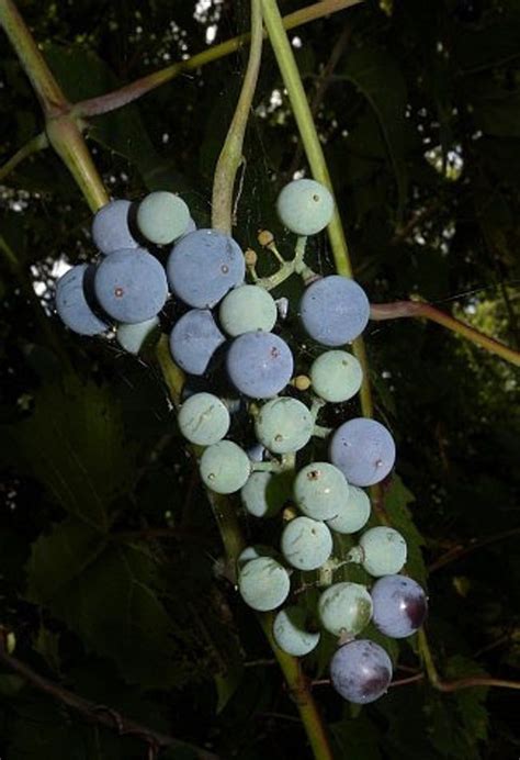 Vitis Riparia 15 Fresh Seeds River Grape Riverbank Grape Etsy In