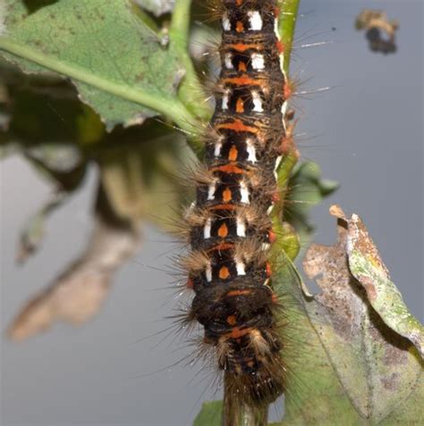 Invasion Of Toxic Moth Caterpillars Forces Closure Of Resort Hot