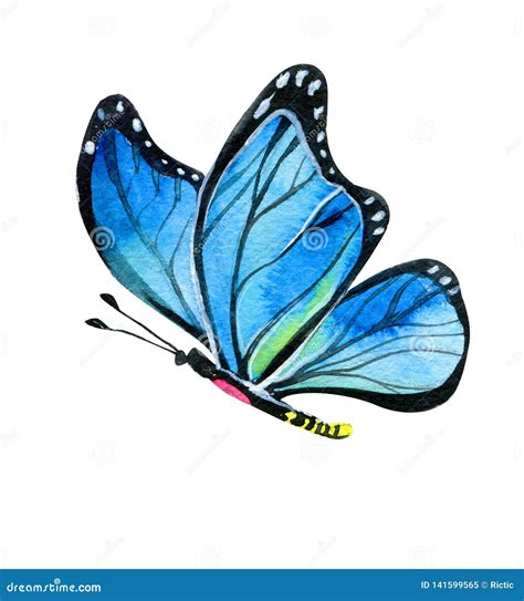1 315 Realistic Butterfly Stock Photos Free Royalty Free Stock