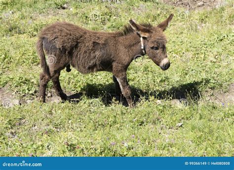 Brown Donkey Foal On Summer Meadow Stock Image Image Of Mule Horse
