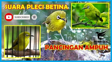 Maybe you would like to learn more about one of these? Suara Burung Flamboyan Betina : Download suara kicauan ...
