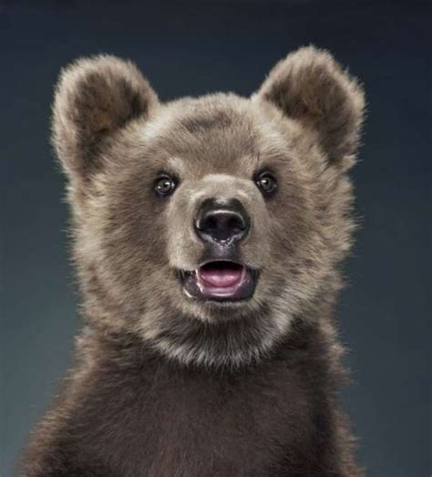 Emotive Grizzly Photo Shoots Bear By Jill Greenberg