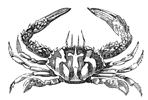 Crab Black And White Vintage Clip Art 3 Fine Crabs Wikiclipart
